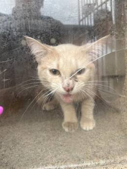 BATCAT -  Domestic Short Hair Cat Available for Adoption in Louisville, Kentucky - BATCAT | PetCurious