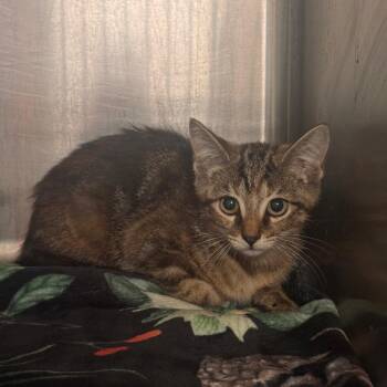 Arthur -  Domestic Short Hair Cat for Adoption in Lake Jackson, Texas - Arthur | PetCurious