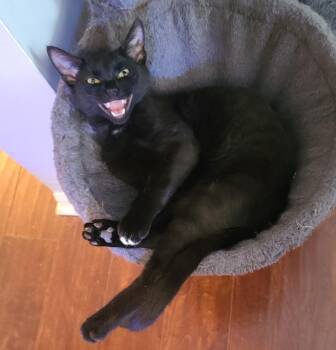 Nebula -  Domestic Short Hair Cat for Adoption in Temple, Pennsylvania - Nebula | PetCurious