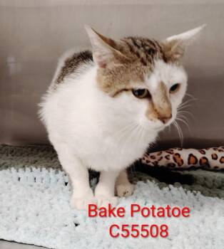 Baked Potatoe -  Domestic Short Hair Cat for Adoption in Clarksville, Tennessee - Baked Potatoe | PetCurious