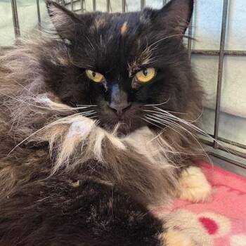 Domestic Long Hair Cats Available for Adoption - Sable | PetCurious