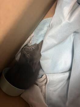 ASHER -  Domestic Medium Hair Cat for Adoption in Fort Walton Beach, Florida - ASHER | PetCurious