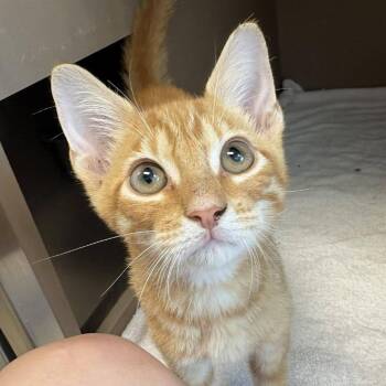 Ray Ray -  Domestic Short Hair Cat for Adoption in Cleveland, Mississippi - Ray Ray | PetCurious