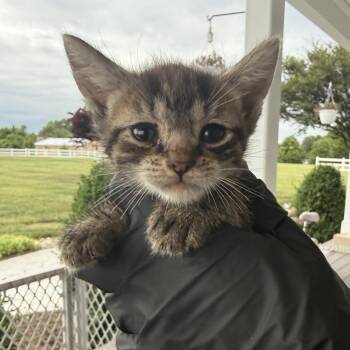Poppet (in Stevensville, MD) -  Domestic Short Hair Cat Available for Adoption - Poppet (in Stevensville, MD) | PetCurious