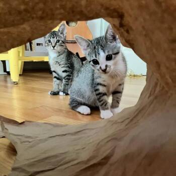 Tamari -  Domestic Short Hair Cat for Adoption in Evanston, Illinois - Tamari | PetCurious