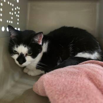 Jane -  Domestic Short Hair and Mixed Breed Cat for Adoption in Chattanooga, Tennessee - Jane | PetCurious
