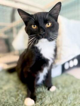 TOT -  Domestic Medium Hair Cat for Adoption in Fernandina Beach, Florida - TOT | PetCurious