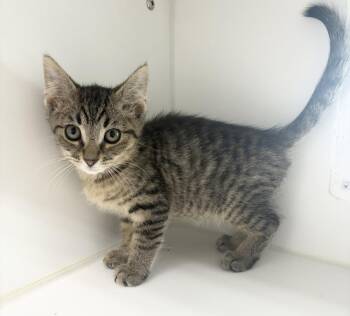 Tiger -  Domestic Short Hair Cat for Adoption in Rochester, Indiana - Tiger | PetCurious