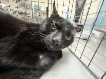 HALLOWEEN -  Bombay and Domestic Short Hair Cat for Adoption in Las Vegas, Nevada - HALLOWEEN | PetCurious