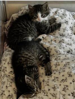 Curt & Rod -  Domestic Medium Hair Cat Available for Adoption in Warrington, Pennsylvania - Curt & Rod | PetCurious