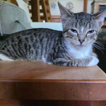 Jeeves -  Domestic Short Hair Cat for Adoption in Bedford, New Hampshire - Jeeves | PetCurious