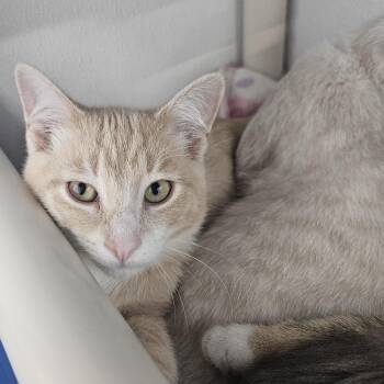 Alex -  Domestic Short Hair Cat for Adoption in Kalamazoo, Michigan - Alex | PetCurious