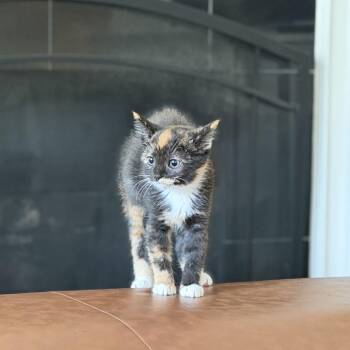 Charlene -  Domestic Short Hair Cat for Adoption in Lexington, Kentucky - Charlene | PetCurious