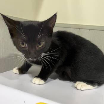 Otto -  Domestic Short Hair Cat for Adoption in Tampa, Florida - Otto | PetCurious