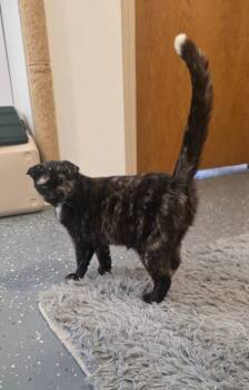Miss Winky Bubbles -  Calico Cat for Adoption in Miami, Oklahoma - Miss Winky Bubbles | PetCurious