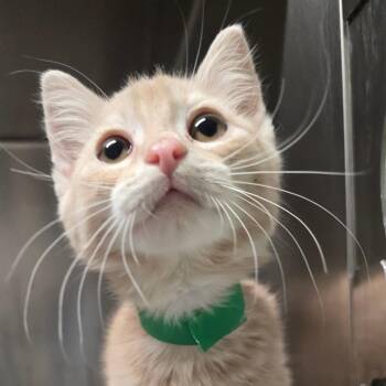 Domestic Short Hair Cats Available for Adoption in Kennebunk, Maine - Latte | PetCurious