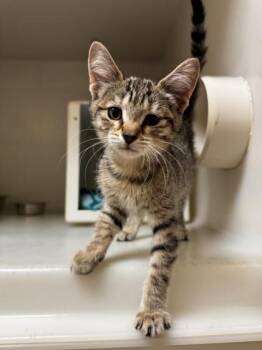 Sawyer -  Domestic Short Hair Cat for Adoption in Kalispell, Montana - Sawyer | PetCurious