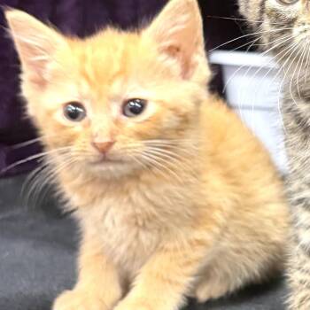 Ben -  Domestic Short Hair Cat for Adoption in Canton, North Carolina - Ben | PetCurious