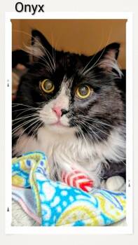 Onyx -  Domestic Long Hair Cat for Adoption in Caistor Centre, Ontario - Onyx | PetCurious
