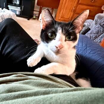 Nala -  Domestic Short Hair Cat for Adoption in Green Bay, Wisconsin - Nala | PetCurious