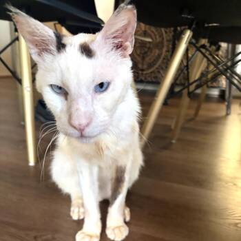 Adrian -  Siamese and Domestic Short Hair Cat for Adoption in Los Angeles, California - Adrian | PetCurious