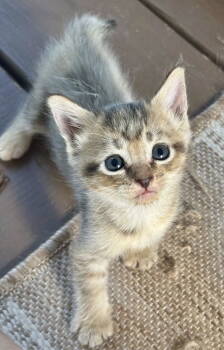 Rescue Dilute Calico and Domestic Short Hair Cats for Adoption in Garner, North Carolina - Adele | PetCurious