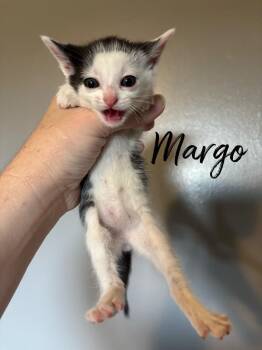 Margo -  Domestic Short Hair Cat for Adoption in Rutherfordton, North Carolina - Margo | PetCurious