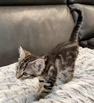 Eli -  Domestic Short Hair Cat for Adoption in San Jose, California - Eli | PetCurious