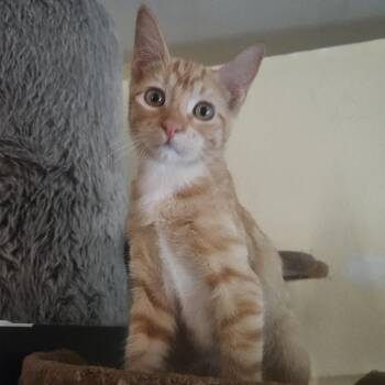 George Knightley -  Domestic Short Hair Cat for Adoption in Scottsdale, Arizona - George Knightley | PetCurious