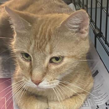 Sally -  Domestic Short Hair Cat for Adoption in Spencer, Indiana - Sally | PetCurious