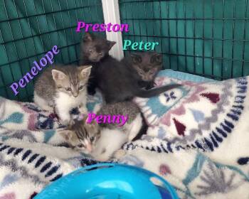 Peter -  Domestic Short Hair Cat for Adoption in Diamond Springs, California - Peter | PetCurious
