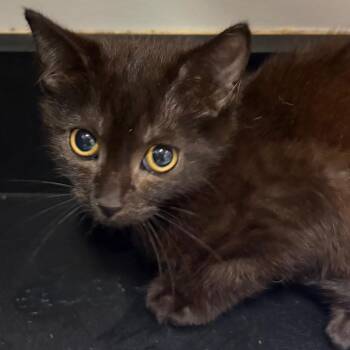 Souper -  Domestic Short Hair Cat for Adoption in Chattanooga, Tennessee - Souper | PetCurious