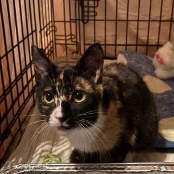 Domestic Short Hair Cats Available for Adoption in Newark, New Jersey - Kat (In Foster) | PetCurious