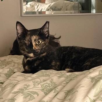 Evie -  Tortoiseshell Cat for Adoption in Los Altos, California - Evie | PetCurious