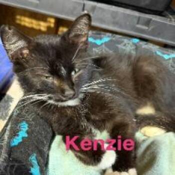 Kenzie -  Domestic Short Hair Cat for Adoption - Kenzie | PetCurious