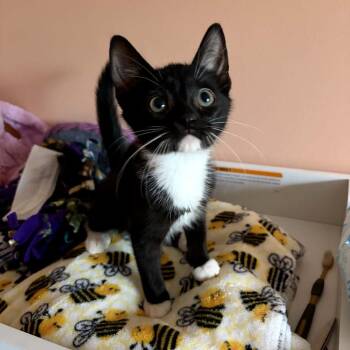 Seinfeld kittens - George -  Domestic Short Hair Cat for Adoption in Washington, District Of Columbia - Seinfeld Kittens - George | PetCurious