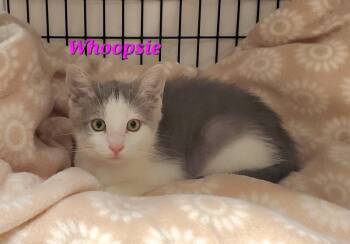 Whoopsie -  Domestic Medium Hair Cat for Adoption in Diamond Springs, California - Whoopsie | PetCurious