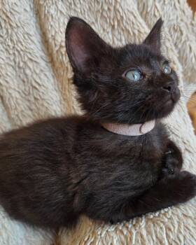 Tart -  Domestic Short Hair Cat for Adoption in San Francisco, California - Tart | PetCurious