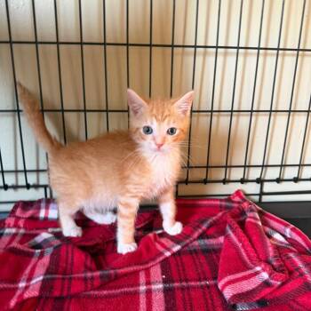 Maliki -  Domestic Short Hair Cat for Adoption in Parkersburg, West Virginia - Maliki | PetCurious