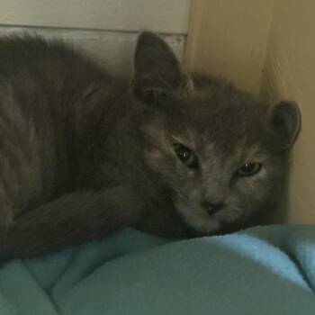 Orchid -  Domestic Short Hair Cat for Adoption in Walnut Creek, California - Orchid | PetCurious