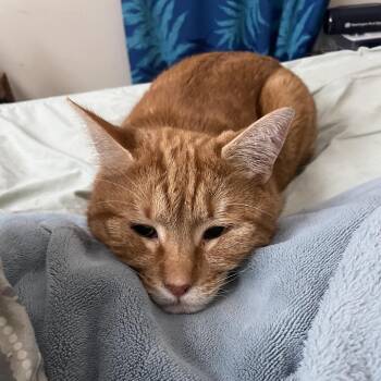 Kurt -  Domestic Short Hair Cat for Adoption in Spokane, Washington - Kurt | PetCurious