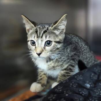 Little Miss Muffett -  Domestic Short Hair Cat for Adoption in Windsor, Virginia - Little Miss Muffett | PetCurious