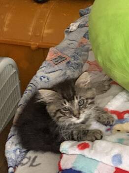 Tuffy -  Domestic Long Hair Cat for Adoption in Lancaster, California - Tuffy | PetCurious
