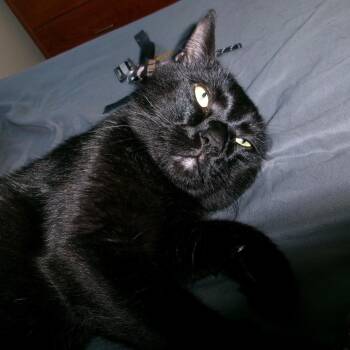Finnley -  American Shorthair Cat for Adoption in Rochester, Minnesota - Finnley | PetCurious
