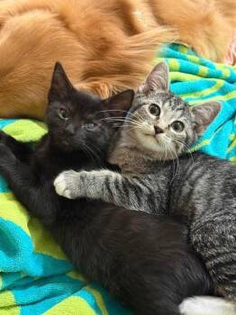 Millie -  Domestic Short Hair Cat for Adoption in Millcreek, Utah - Millie | PetCurious