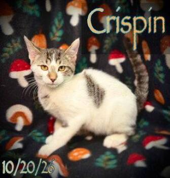 Crispin -  Domestic Short Hair Cat for Adoption in Pleasanton, Texas - Crispin | PetCurious