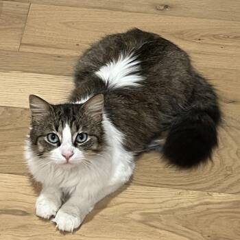 Benji -  Siberian and Norwegian Forest Cat Cat for Adoption in Satsuma, Alabama - Benji | PetCurious