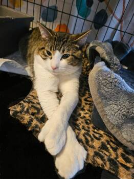 Domestic Short Hair Cats Available for Adoption in New York, New York - Bigfoot N. - The Gentlest Boy | PetCurious
