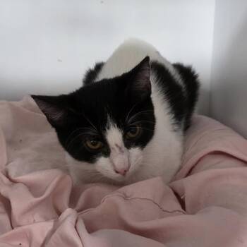 Domestic Short Hair Cats Available for Adoption in Defiance, Ohio - Chandler | PetCurious