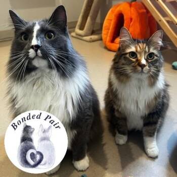 Sonic -  Domestic Long Hair and Manx Cat for Adoption in Champaign, Illinois - Sonic | PetCurious